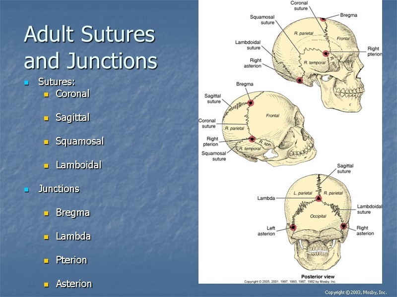 Adult Sutures and Junctions Sutures: Coronal   Sagittal  Squamosal  Lamboidal 